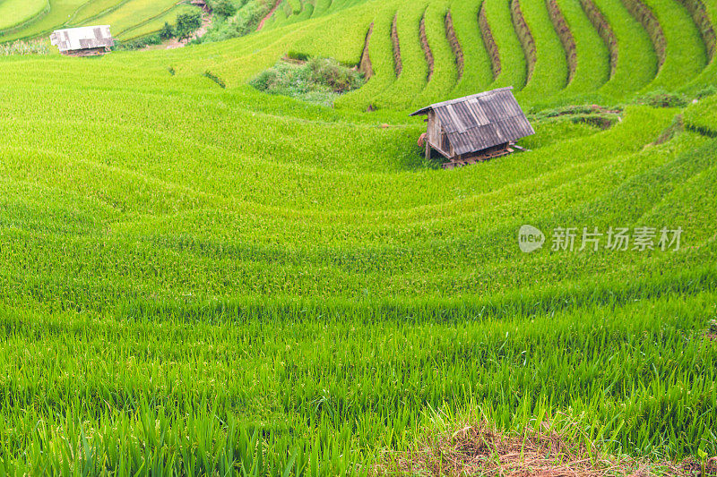 美丽的风景，绿色的稻田准备在越南西北部的梯田日落山在木仓寨，Yen Bai，越南